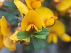 Pultenaea largiflorens