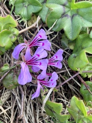 Pelargonium peltatum