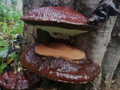 Ganoderma resinaceum