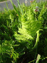 Thelypteris confluens