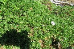 Dimorphotheca fruticosa