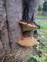 Ganoderma resinaceum