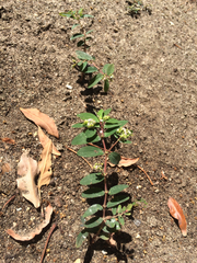 Euphorbia hypericifolia
