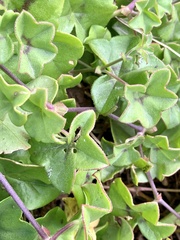 Pelargonium peltatum