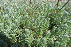 Chenolea diffusa