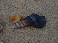 Pyrazus ebeninus