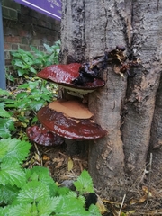 Ganoderma resinaceum