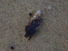 Batillaria australis