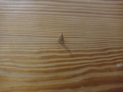 Antigastra catalaunalis
