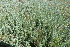 Chenolea diffusa