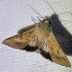 Helicoverpa punctigera