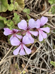 Pelargonium peltatum