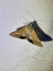 Helicoverpa punctigera