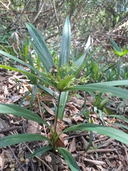 Cyperus albostriatus