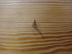 Antigastra catalaunalis