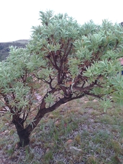 Protea caffra caffra