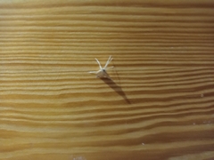 Antigastra catalaunalis