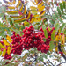 Sorbus aucuparia praemorsa - Photo (c) Quentin Scouflaire, some rights reserved (CC BY-NC), uploaded by Quentin Scouflaire