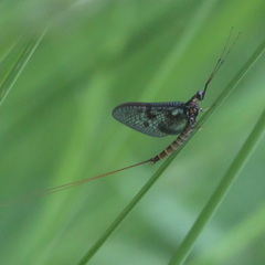 Ephemera vulgata