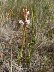 Satyrium acuminatum