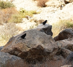 Oenanthe leucura