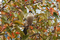 Cyanopica cyanus