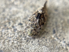 Myopsocidae