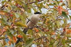 Cyanopica cyanus