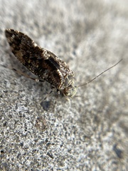 Myopsocidae