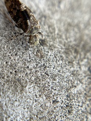 Myopsocidae