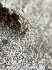 Myopsocidae