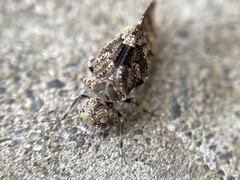 Myopsocidae