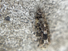 Myopsocidae
