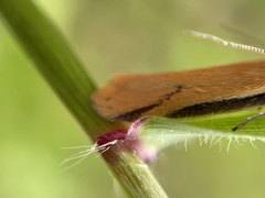 Philobota protecta