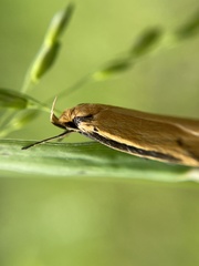 Philobota protecta