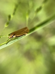 Philobota protecta