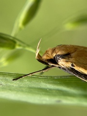 Philobota protecta