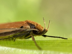 Philobota protecta