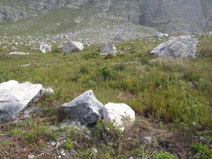 Serruria ascendens