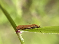 Philobota protecta