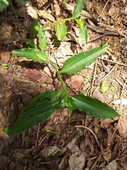 Aneilema aequinoctiale