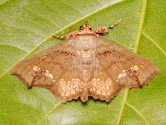 Lopharthrum comprimens