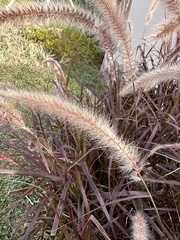 Cenchrus polystachios