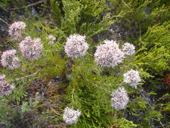 Serruria ascendens