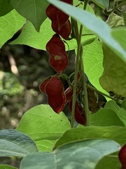 Rhynchosia volubilis
