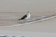 Larus fuscus