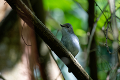 Ficedula westermanni