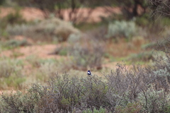 Malurus leucopterus