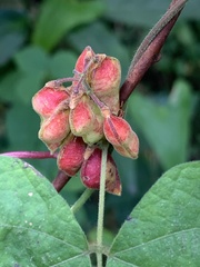 Rhynchosia volubilis