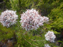 Serruria ascendens